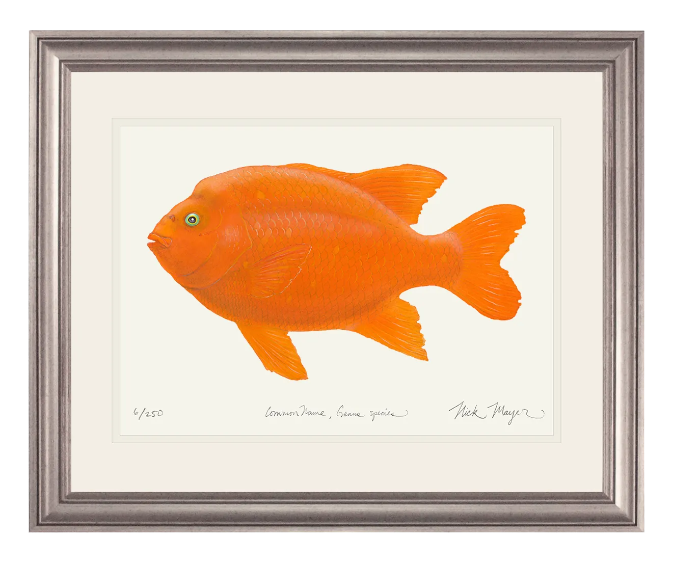 Bull Garibaldi III Print