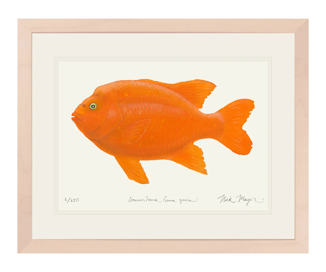 Bull Garibaldi III Print