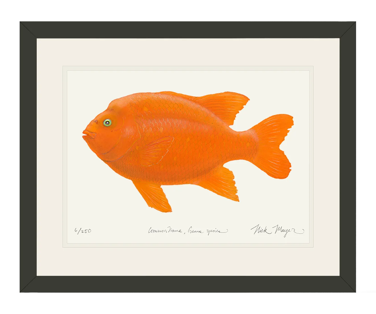 Bull Garibaldi III Print