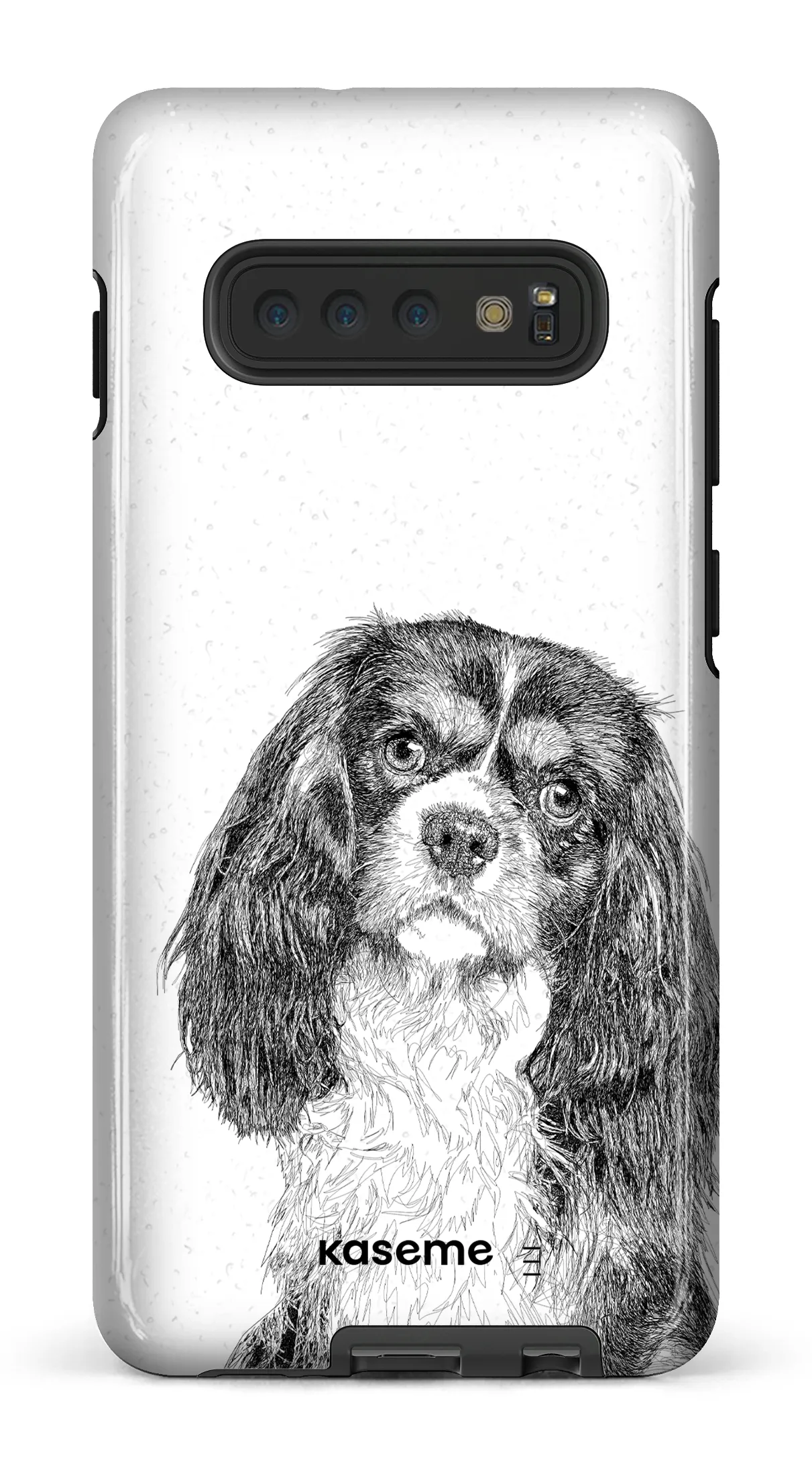 Cavalier King Charles Spaniel